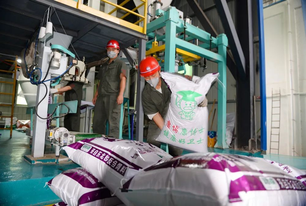 【关注】凤冈：引进牛饲料加工 催生“牛”经济