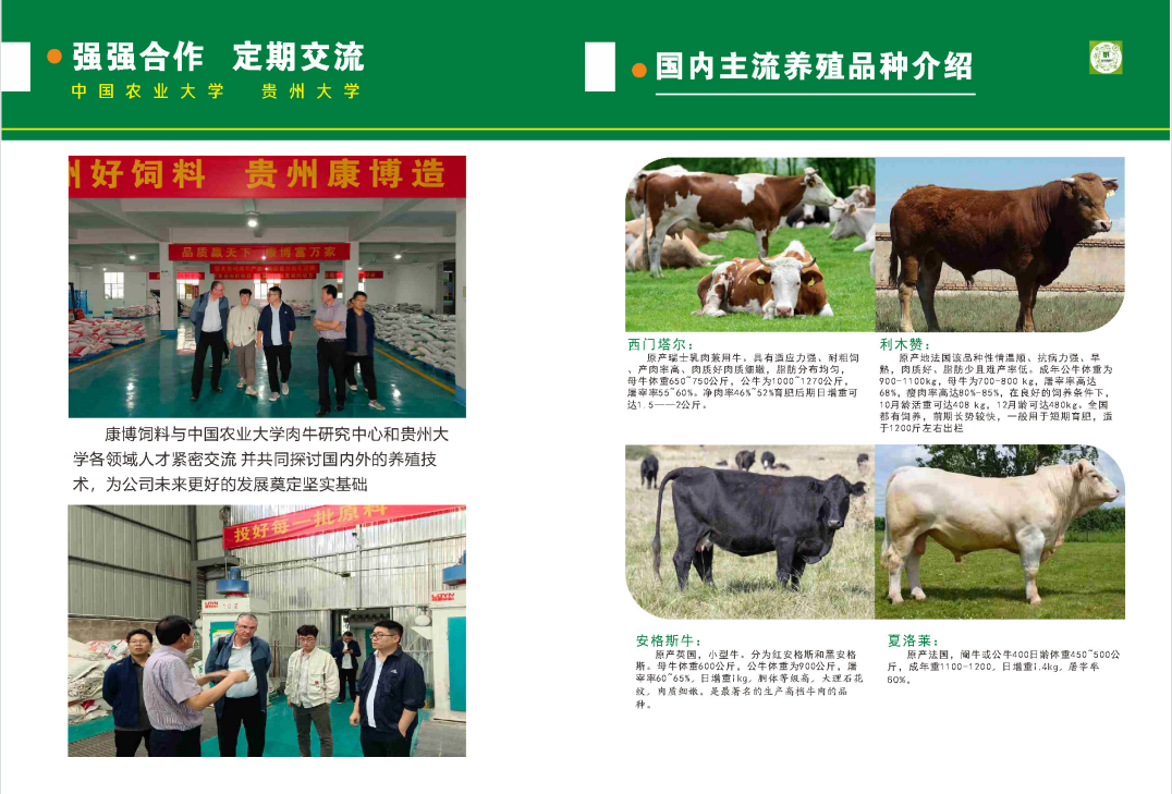 西门塔尔牛养殖要点